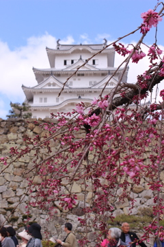 梅と白鷺城