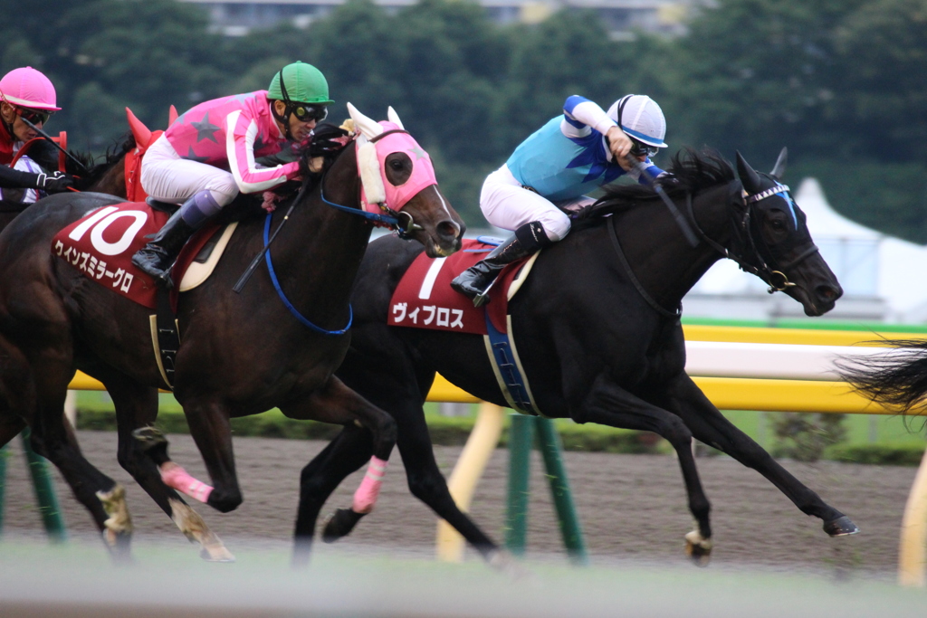 アイルランド府中牝馬 ヴィブロス・クインズミラーグロ(4東京4)11R