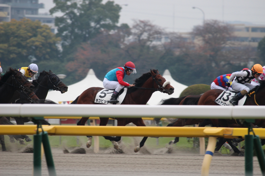 ネコビッチ&戸崎圭太(5東京5)5R