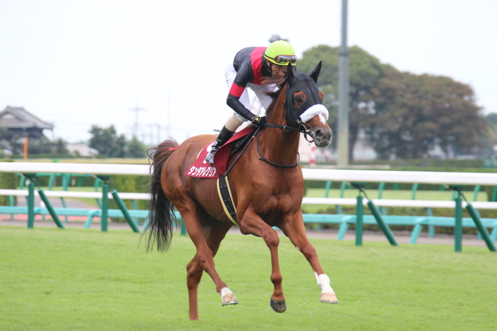 オールカマー本馬場入場 タンタアレグリア&蛯名正義(4中山7)