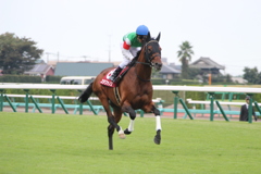 オールカマー本馬場入場 ステファノス&戸崎圭太(4中山7)11R