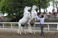 2頭でショー