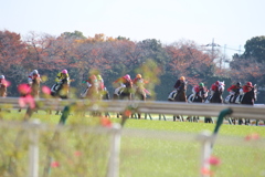 秋薔薇と秋競馬