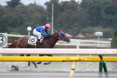 ロイヤルバースデー&横山典弘(4東京9)2R