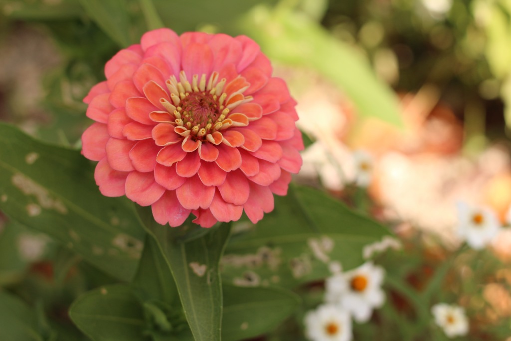 散歩途中に見つけたお花4