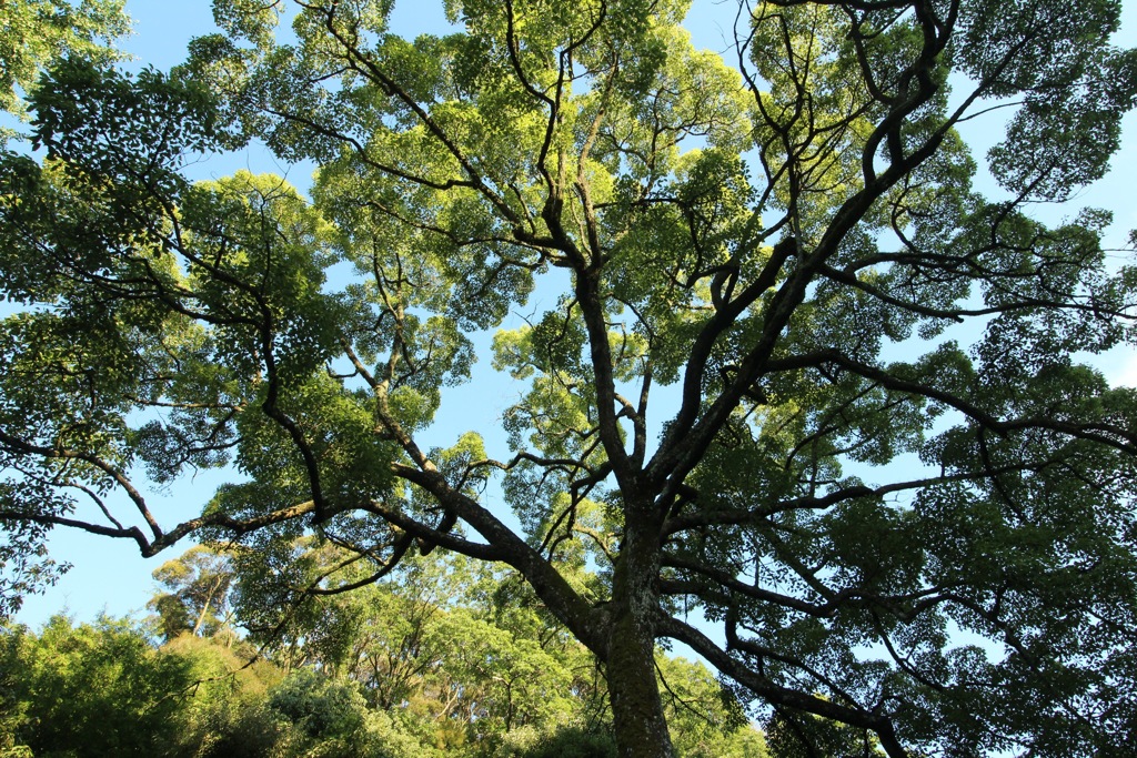 大木