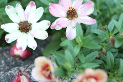 散歩途中にみつけたお花1