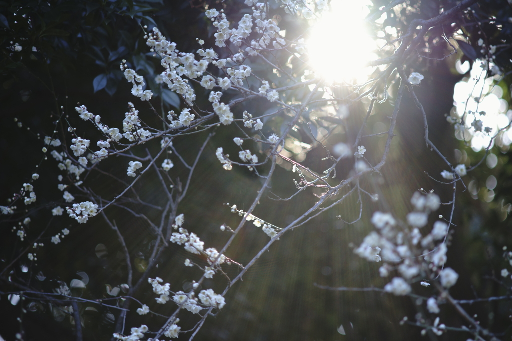 plum blossom