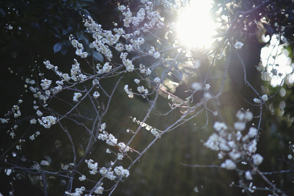 plum blossom