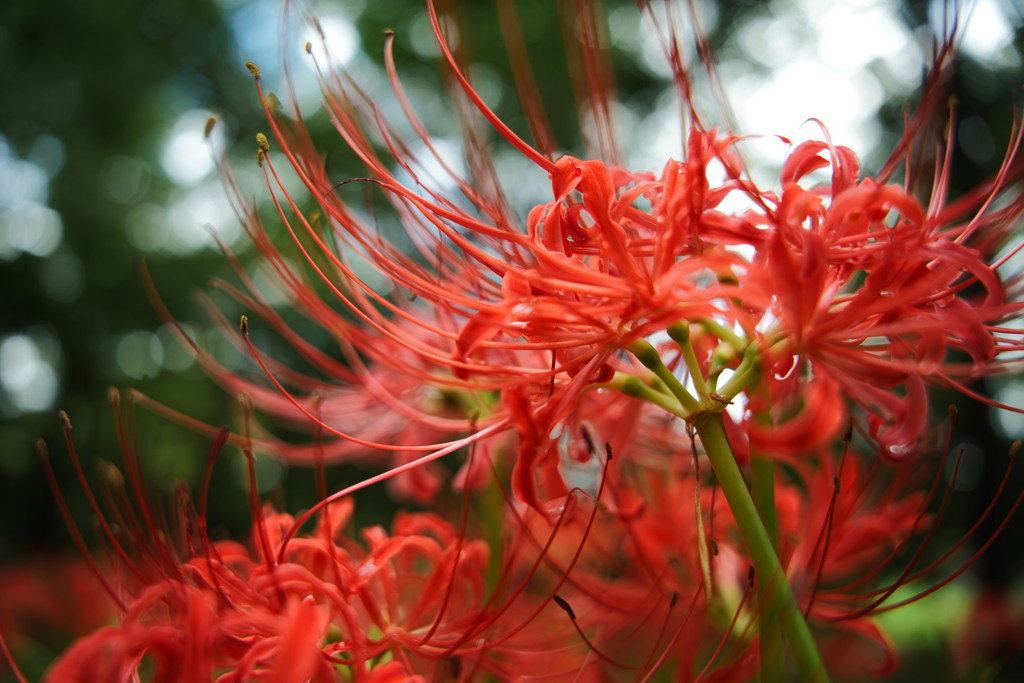 玲瓏たる曼殊沙華