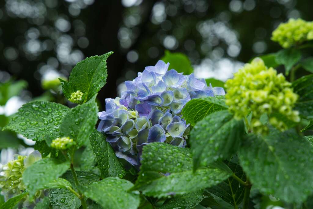 五月雨の紫陽花