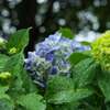 五月雨の紫陽花