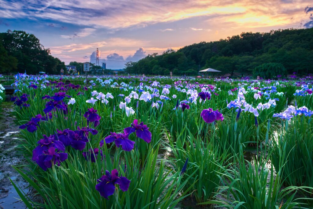 薄暮の花菖蒲