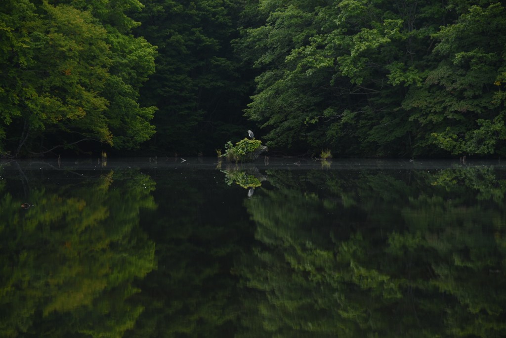 湖面の青サギ