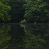 湖面の青サギ