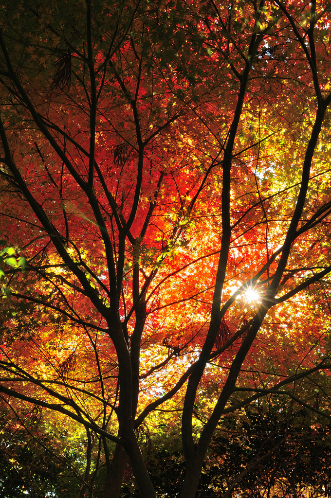 光さす紅葉