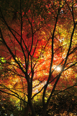 光さす紅葉