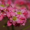 紅蕎麦の花