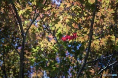 紅葉