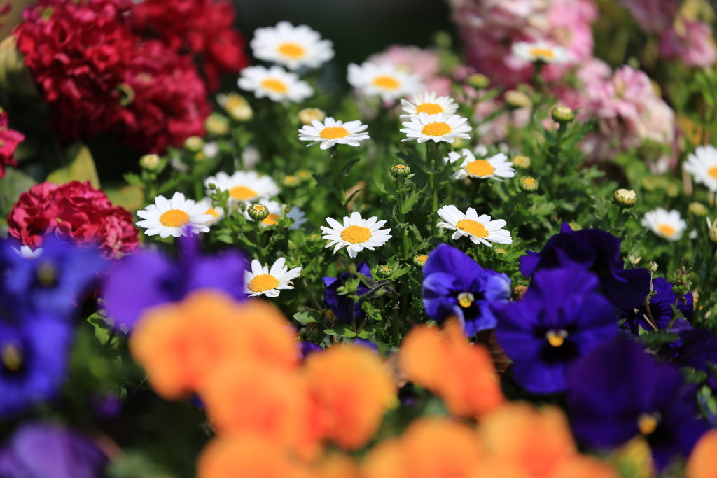 近所の公園の花壇