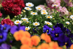 近所の公園の花壇