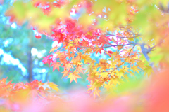 秋の色彩