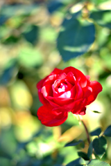 魔法の薔薇