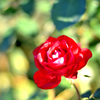 魔法の薔薇