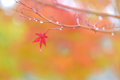 優しい雨