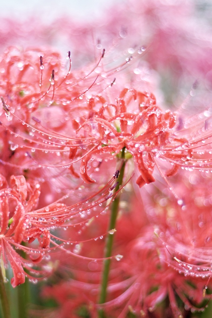 雨に濡れて