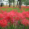 曼珠沙華