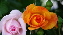 ２つの薔薇
