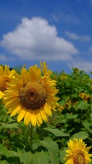 むつみ村ひまわり