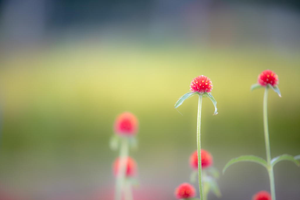 秋