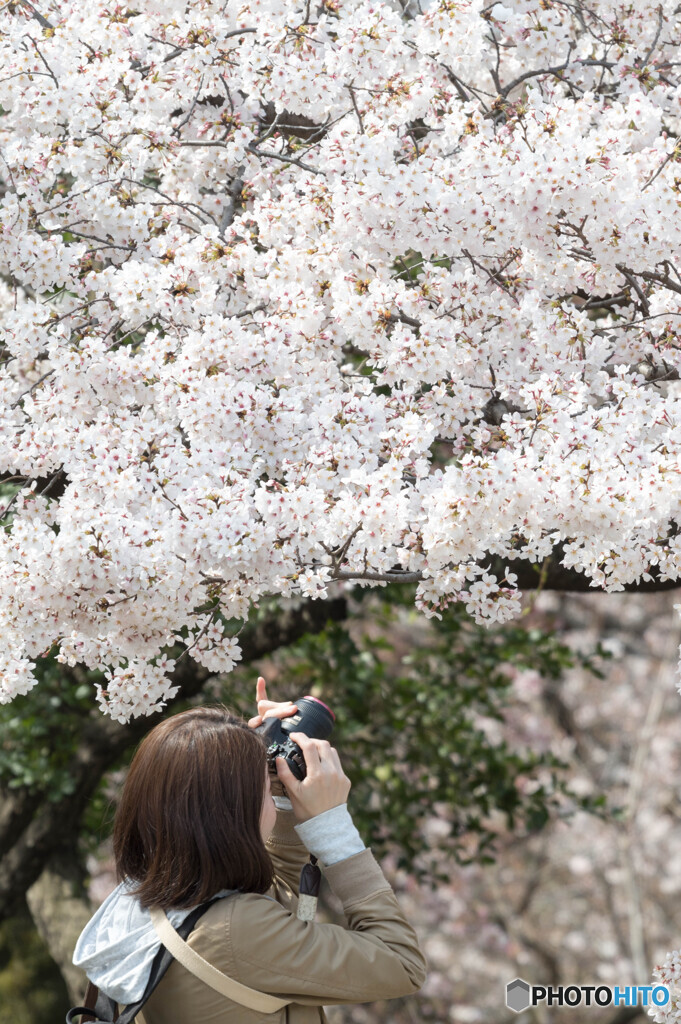桜撮る人