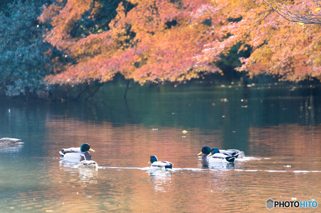 紅葉狩り