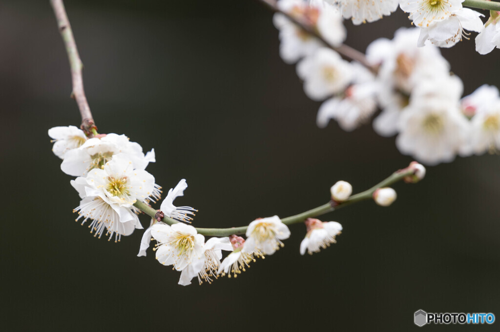 雪の色を奪ひて咲ける梅の花今盛りなり見む人もがも