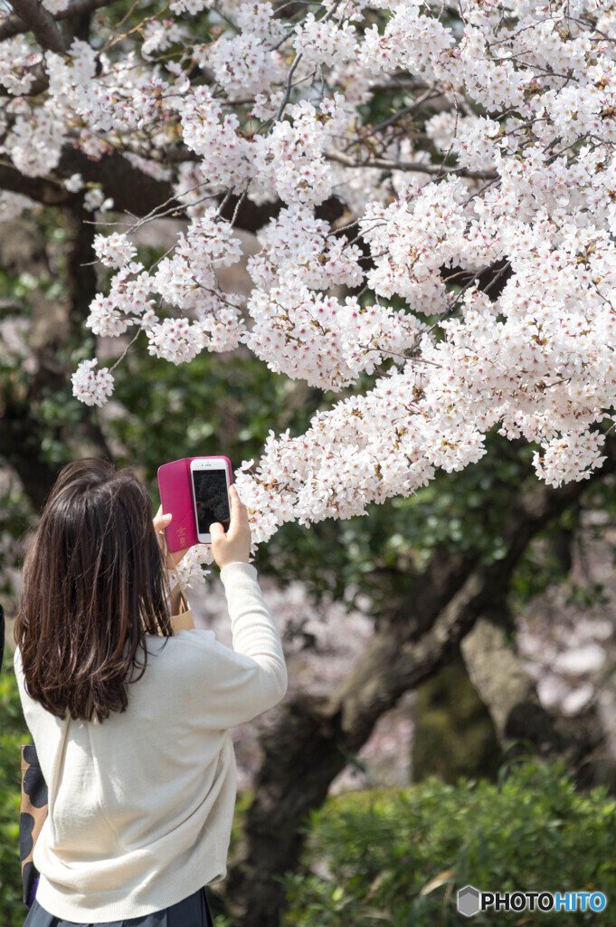 桜撮る人