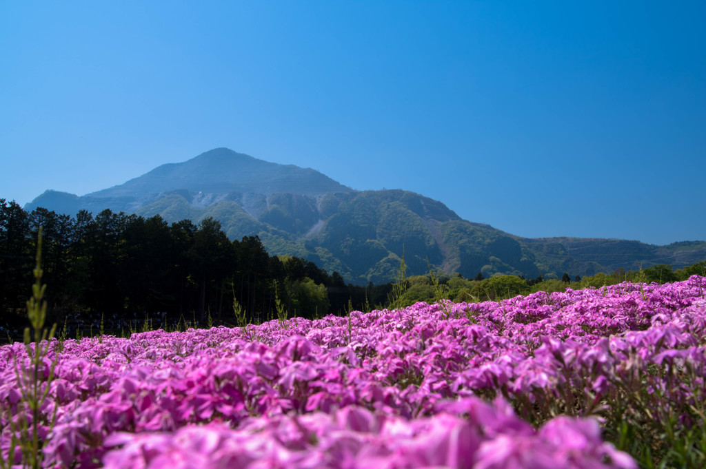 武甲山と芝桜