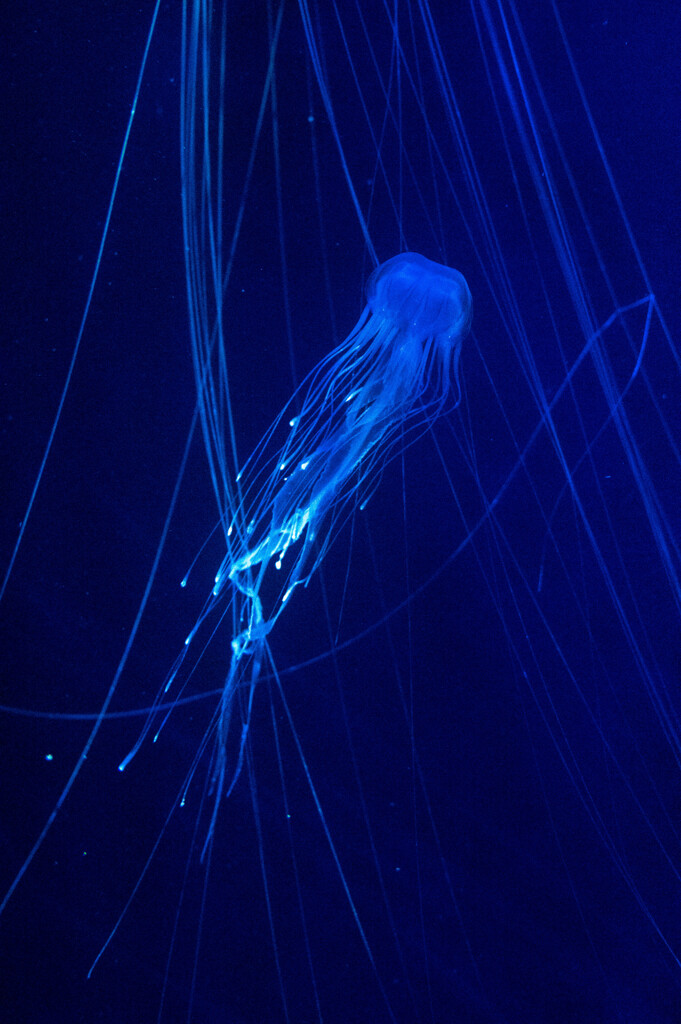 jellyfish