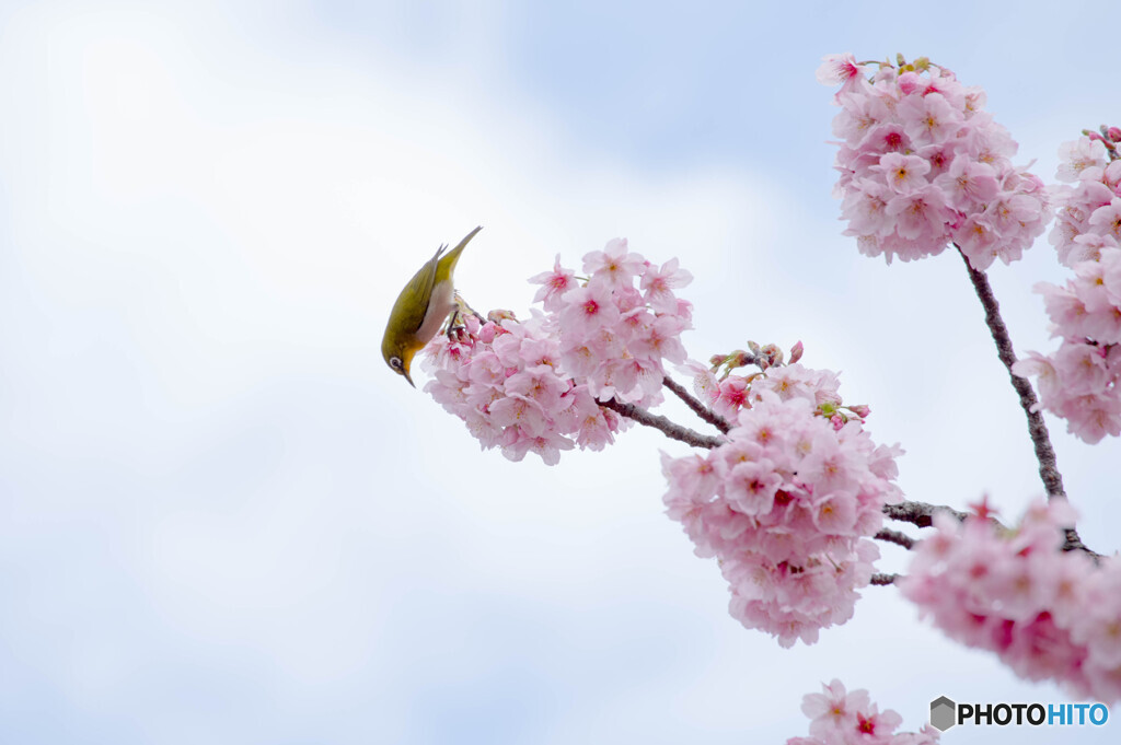 空と桜とメジロ