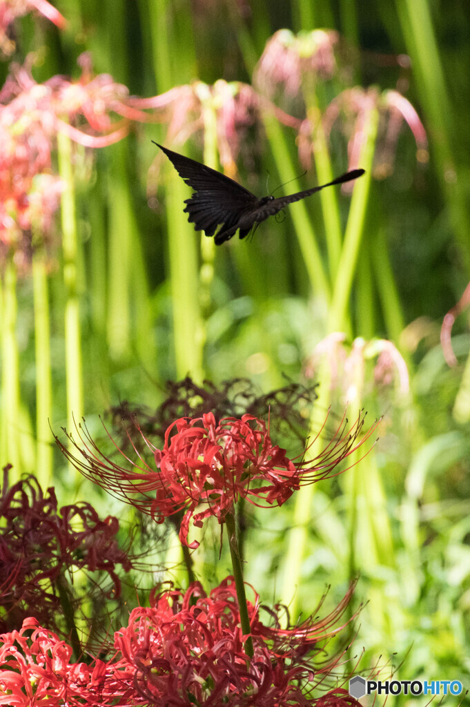 Le Rouge et le Noir