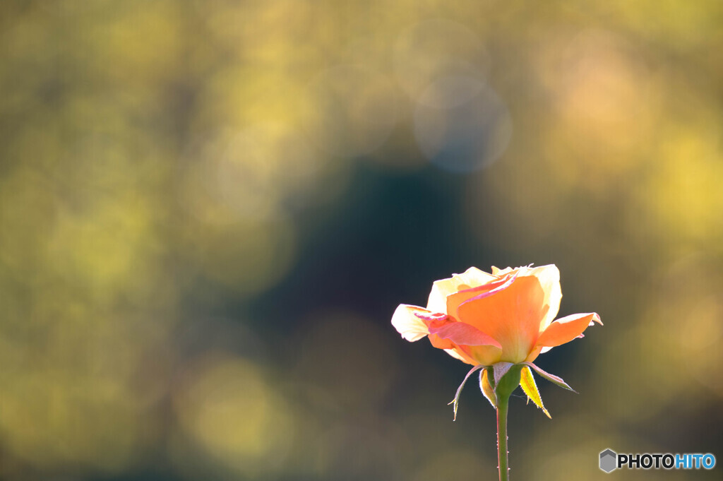 秋薔薇