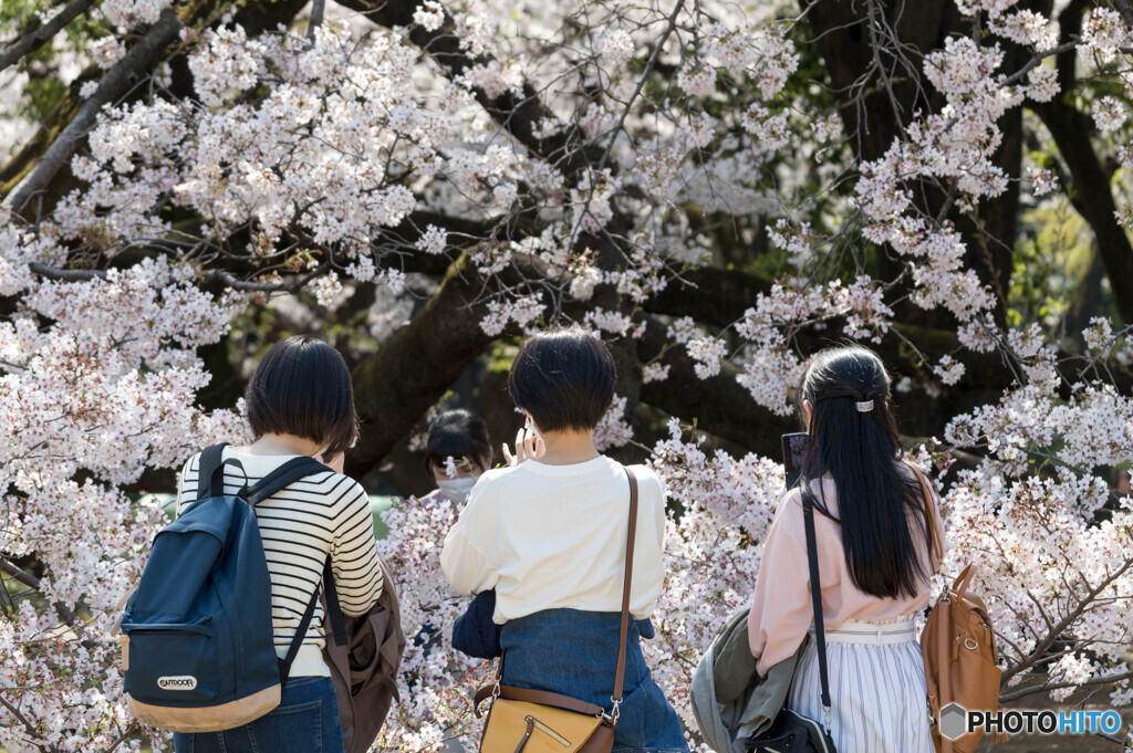 桜撮る人々