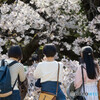 桜撮る人々