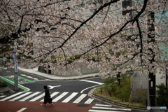 九段北の桜