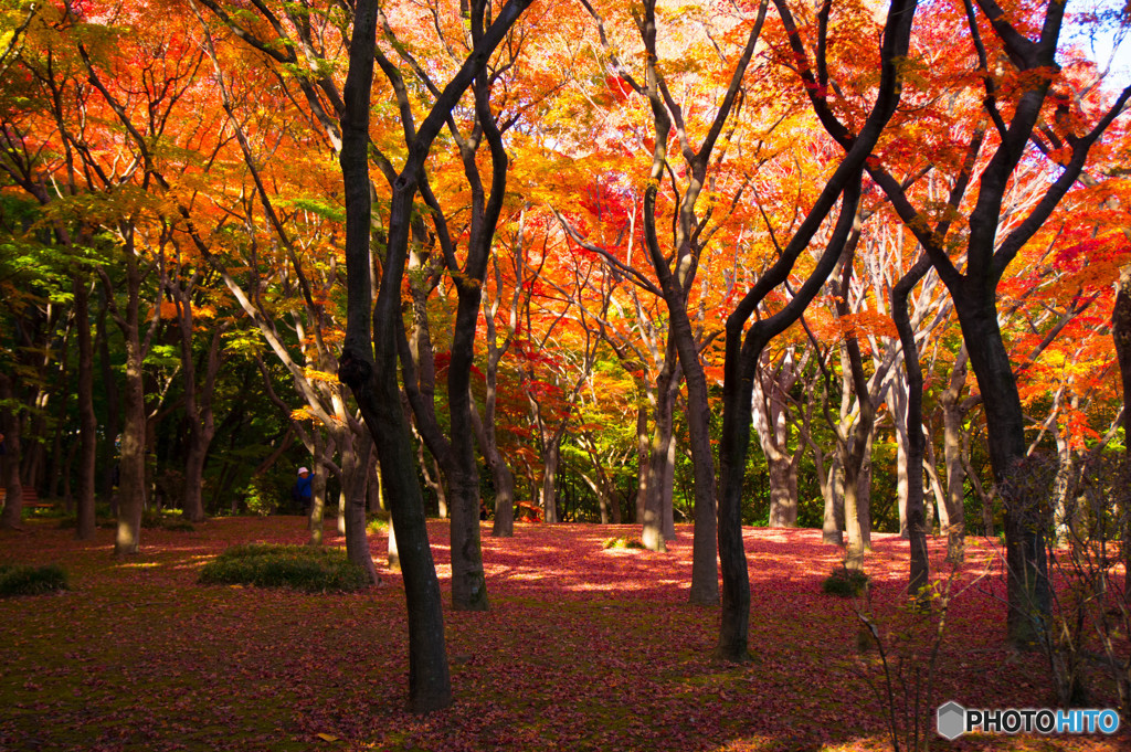 紅く染まる木漏れ日