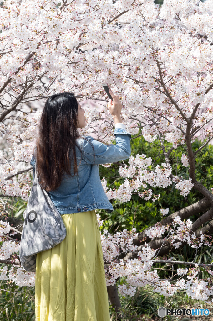 桜撮る人