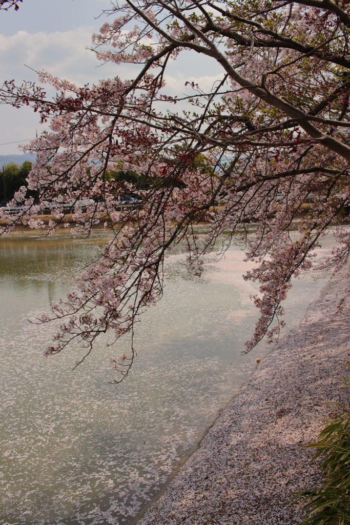 池のハナビラ