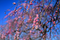 堺 荒山公園の梅